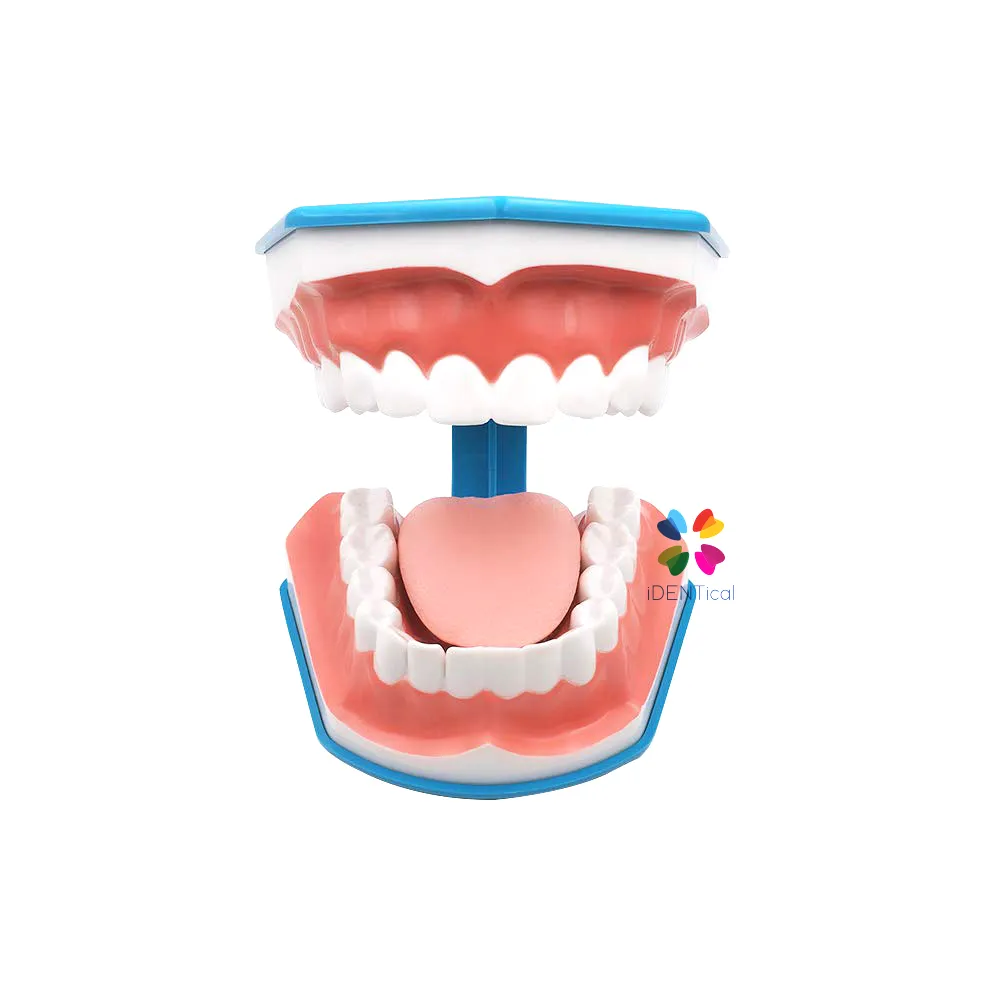 iDENTical Big Brushing Model With Tongue For Patient Education MD-101